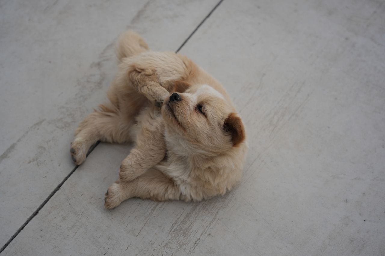 A puppy is lying down on the white floor and scratching its face.