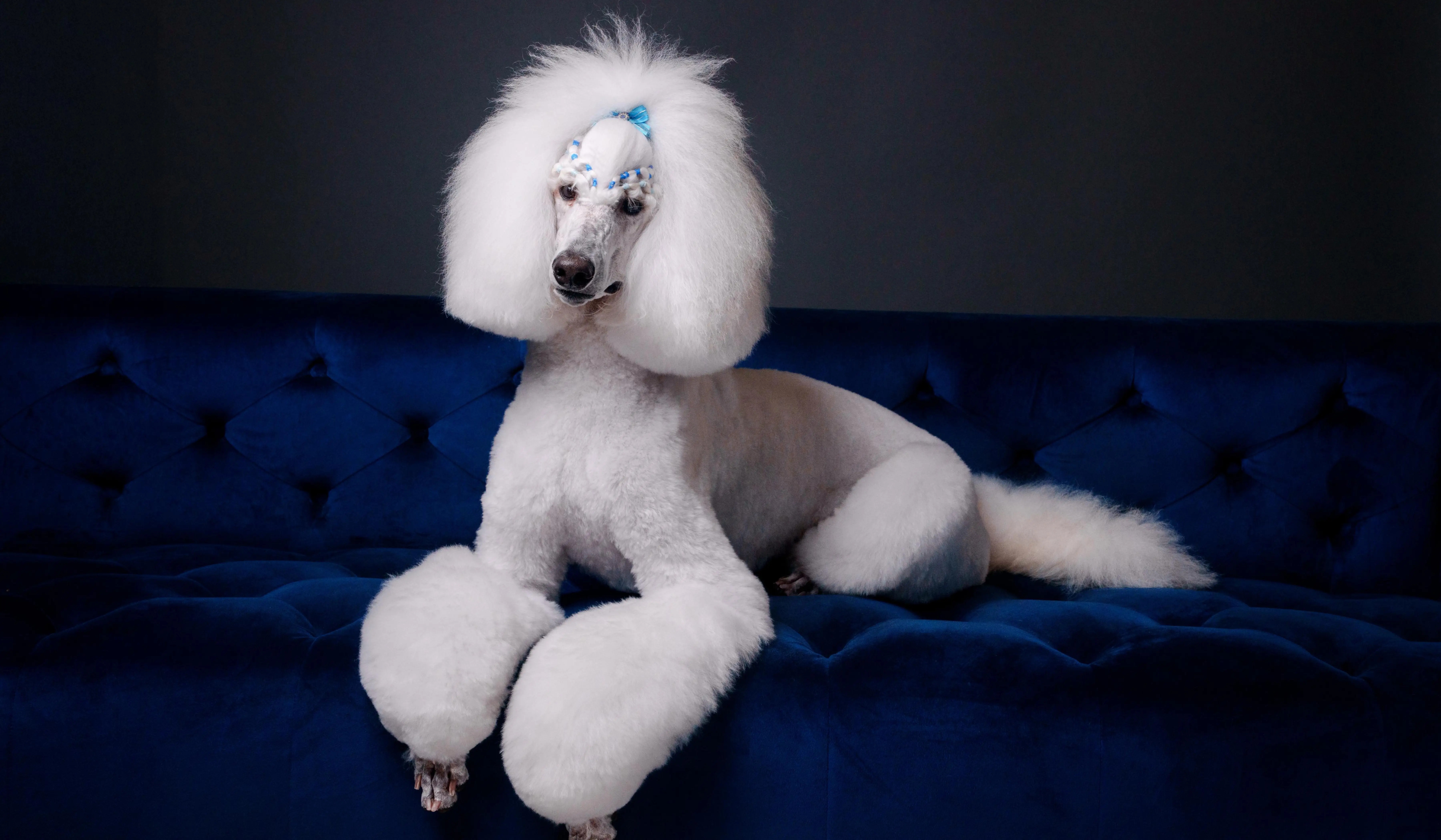 Gabriel Feitosa styling a fluffy brown poodle with clippers to showcase joy, expertise, and the art of creative grooming.