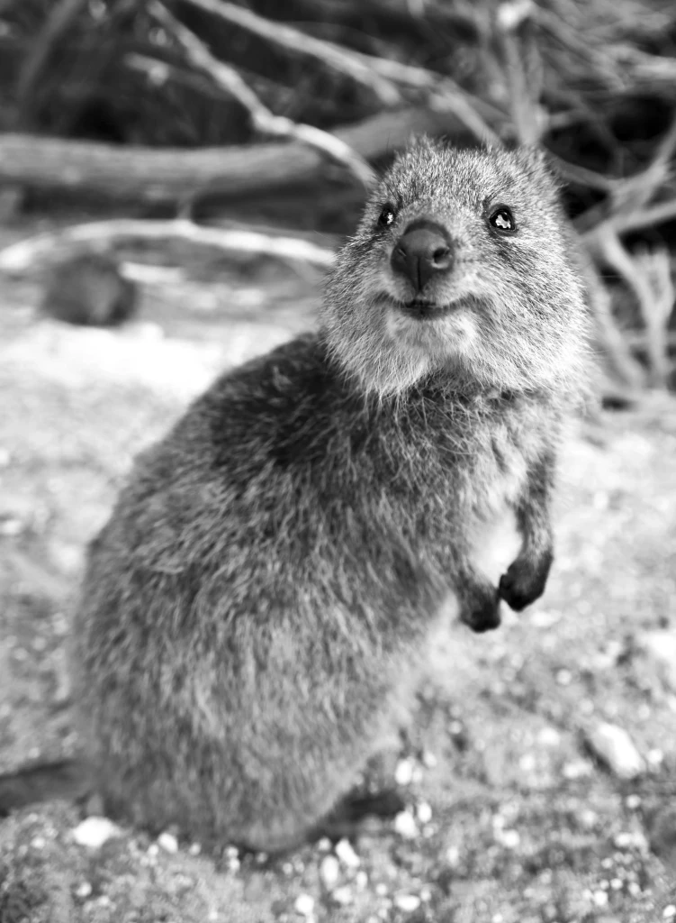 quokka on Rottnest Island near Perth Western Australia popular luxury and private jet travel destination