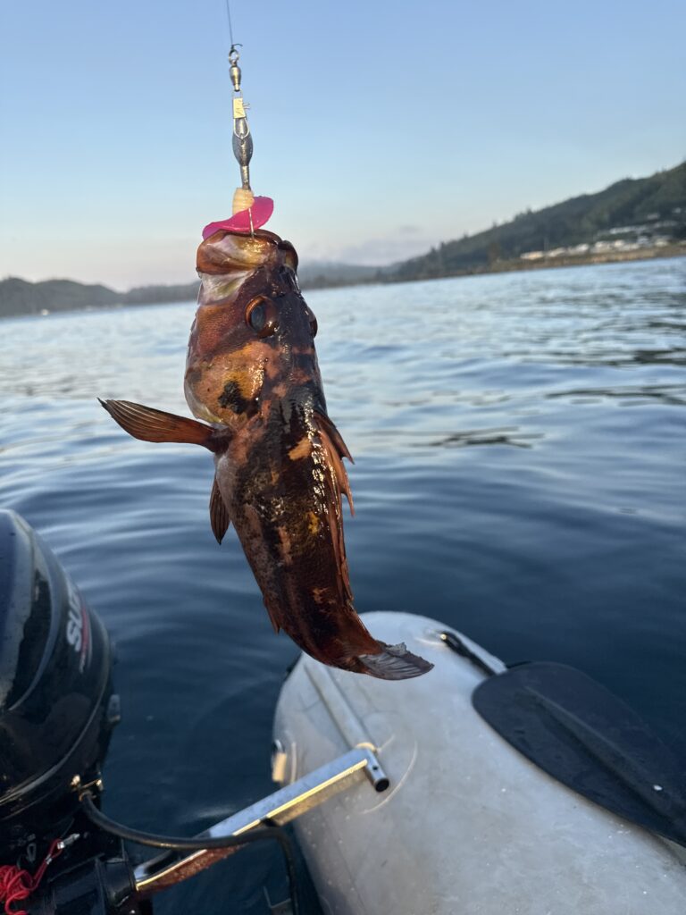 A salmon caught off the dock in Sekiu, Washington