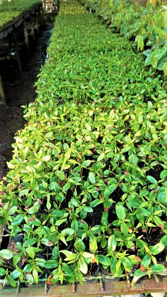 Canteiro de viveiro repleto de mudas de folhas verdes brilhantes em desenvolvimento