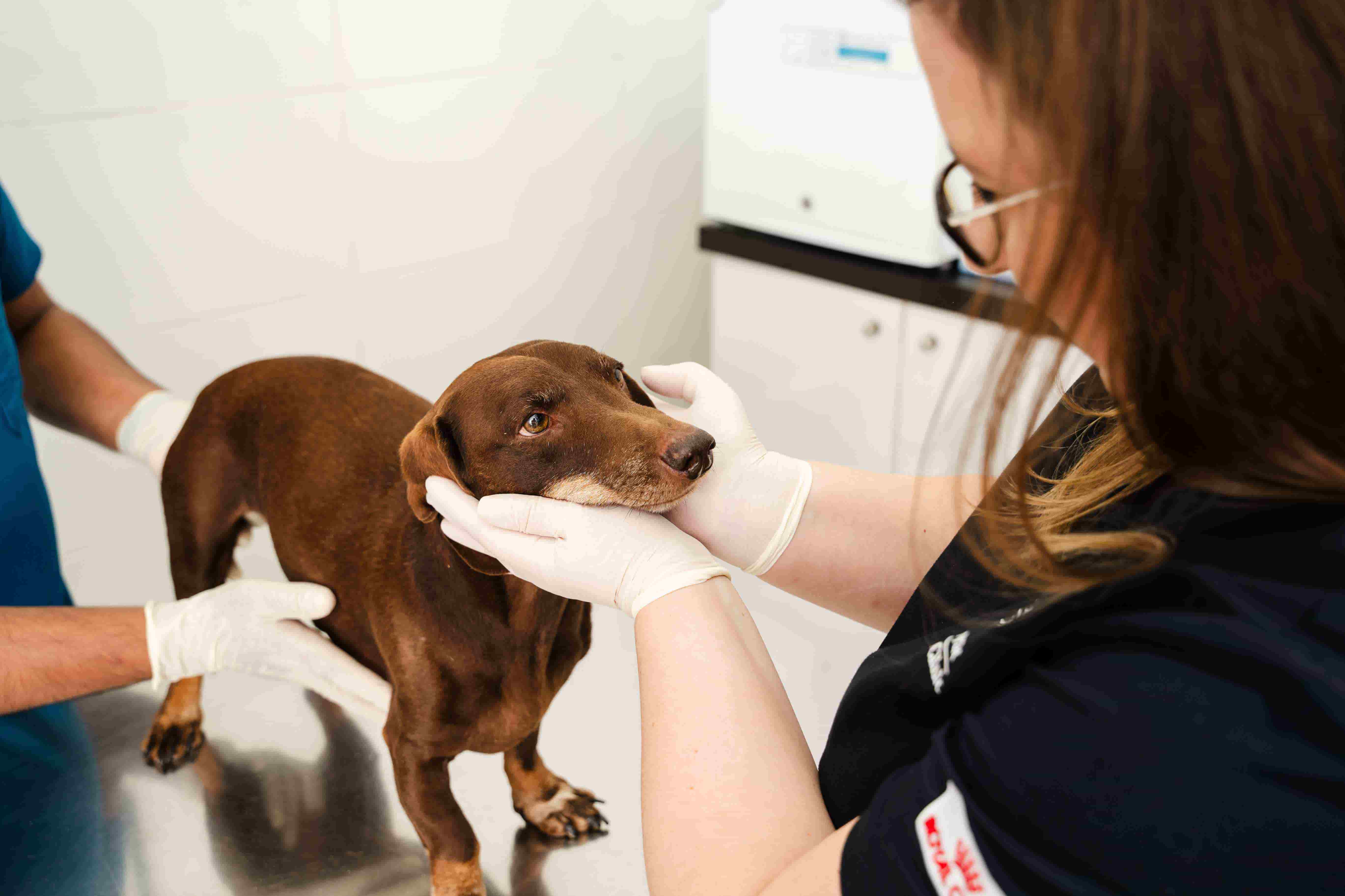 Pet dental procedure by a veterinarian to remove tartar and plaque