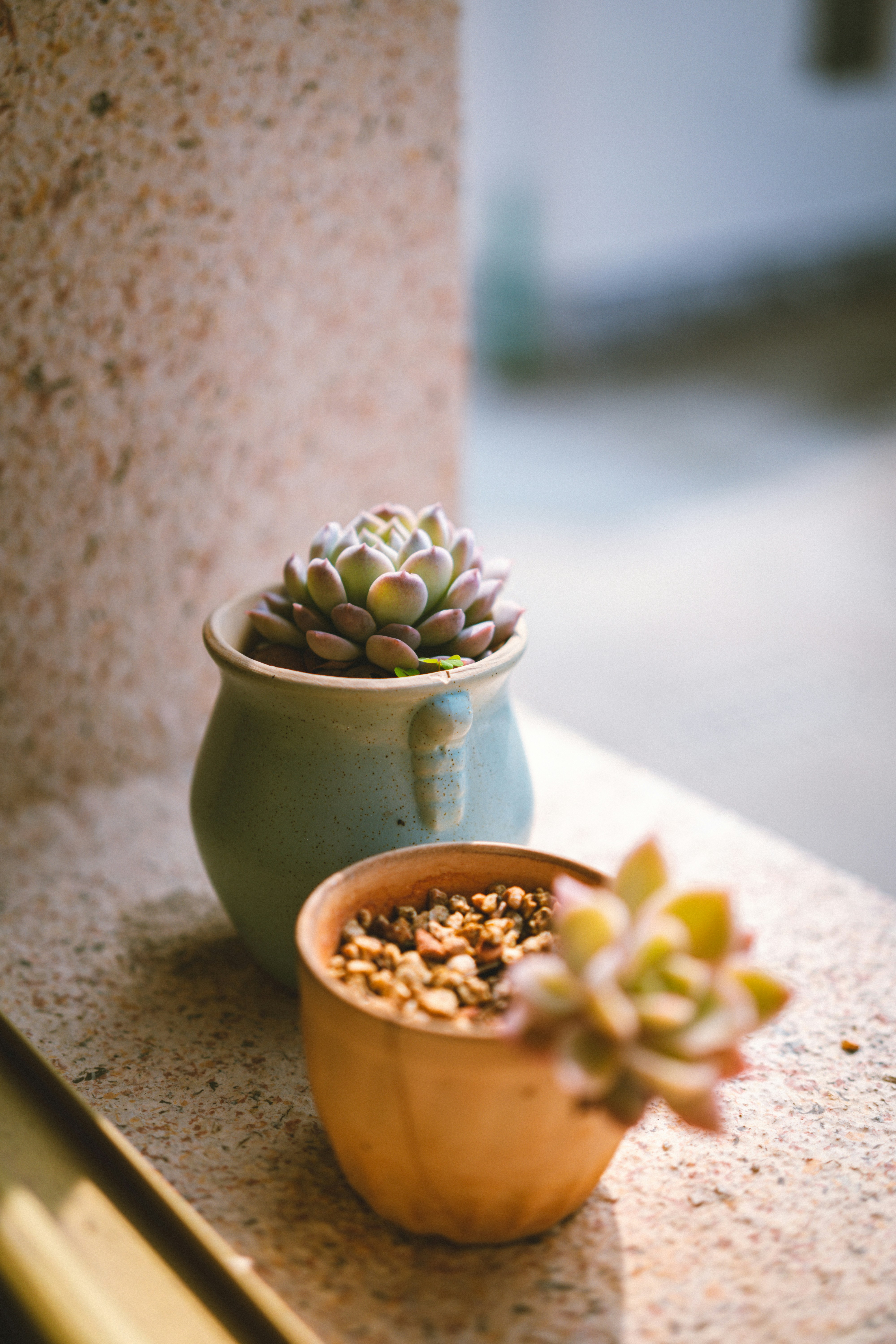 Two potted succulents on a windowsill.