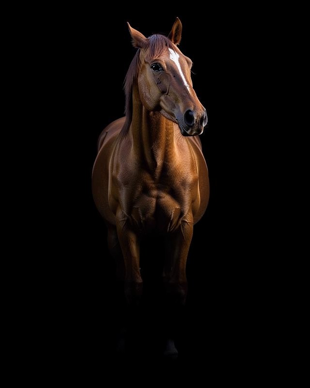 Horse Fine Art Photography Portrait
