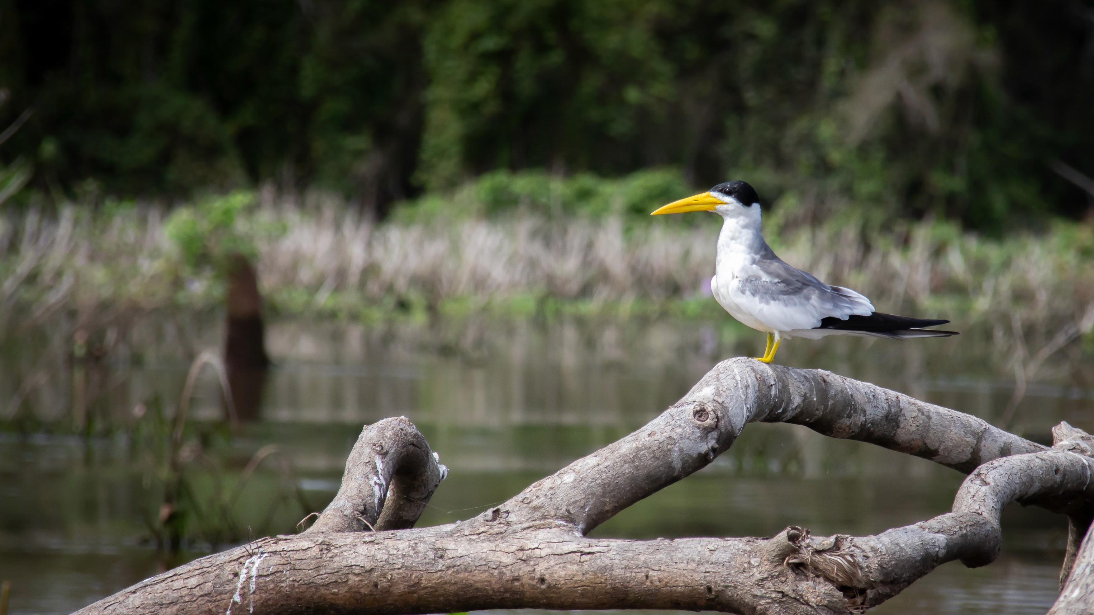 Gelbschnabel-Seeschwalbe (Hydroprogne caspia) auf einem Ast über dem Wasser im Pantanal – charakteristischer gelber Schnabel, kontrastreiches Gefieder und sumpfige Landschaft im Hintergrund.