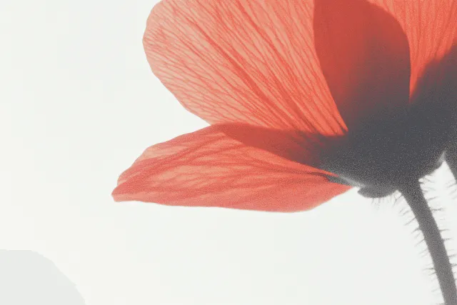 Close-Up Red Poppy Petal