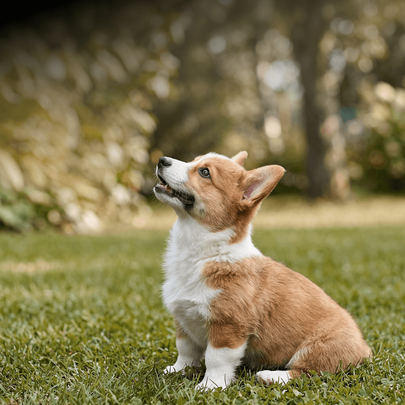 Small dog looking up attentively, representing light, frequent snacking behaviour