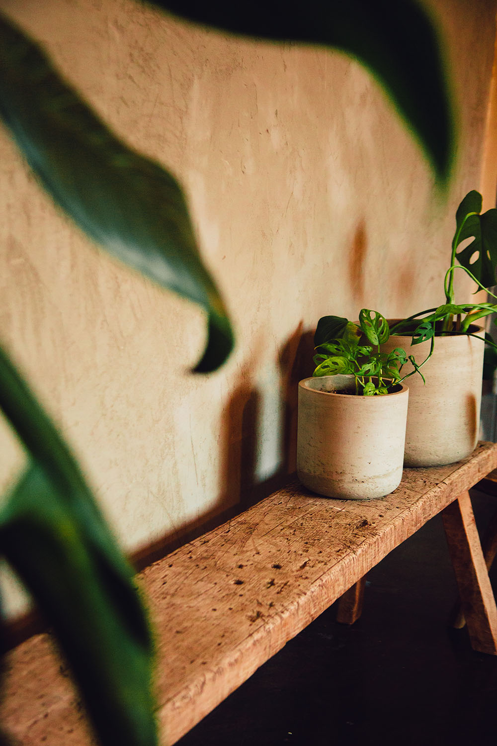 A rustic wooden bench holds two plants bathing in sunlight coming through the windows of the lobby of Particle Studio in Seattle, WA.