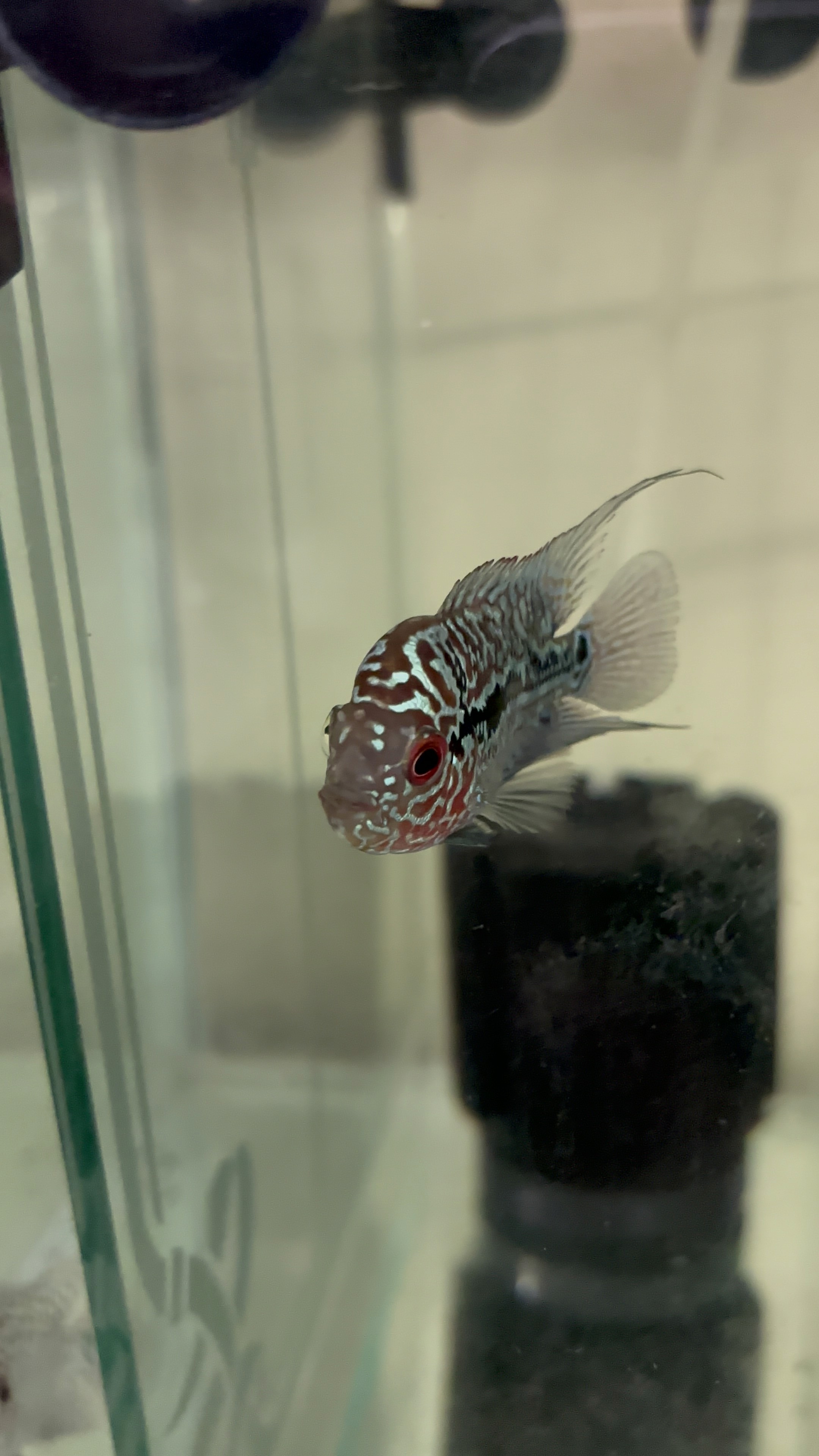 Saltwater fish types