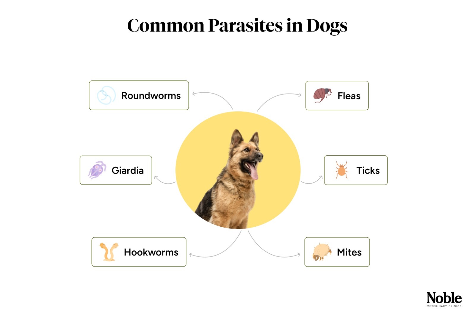 Types of Parasites in Dogs