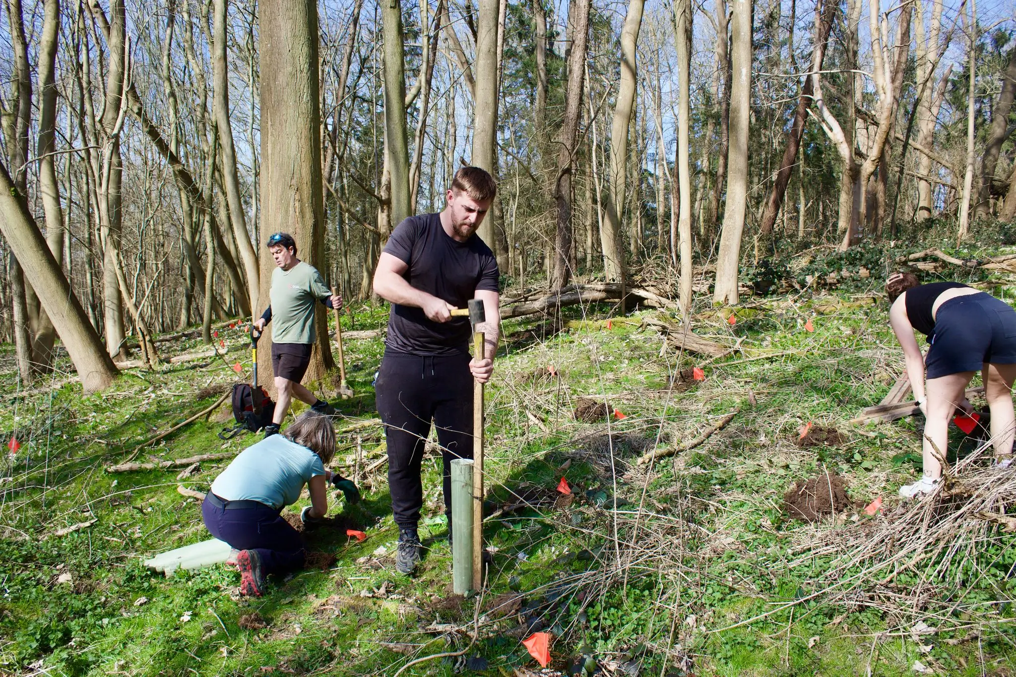 A group of people planting trees in a forest on a sunny day, surrounded by tall trees and greenery.