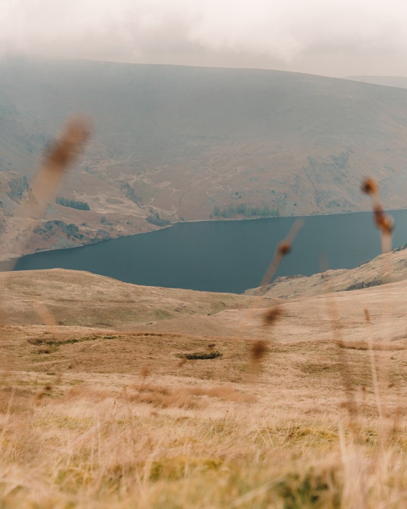 A view of Haweswater reservoir through some tall grass higher up.