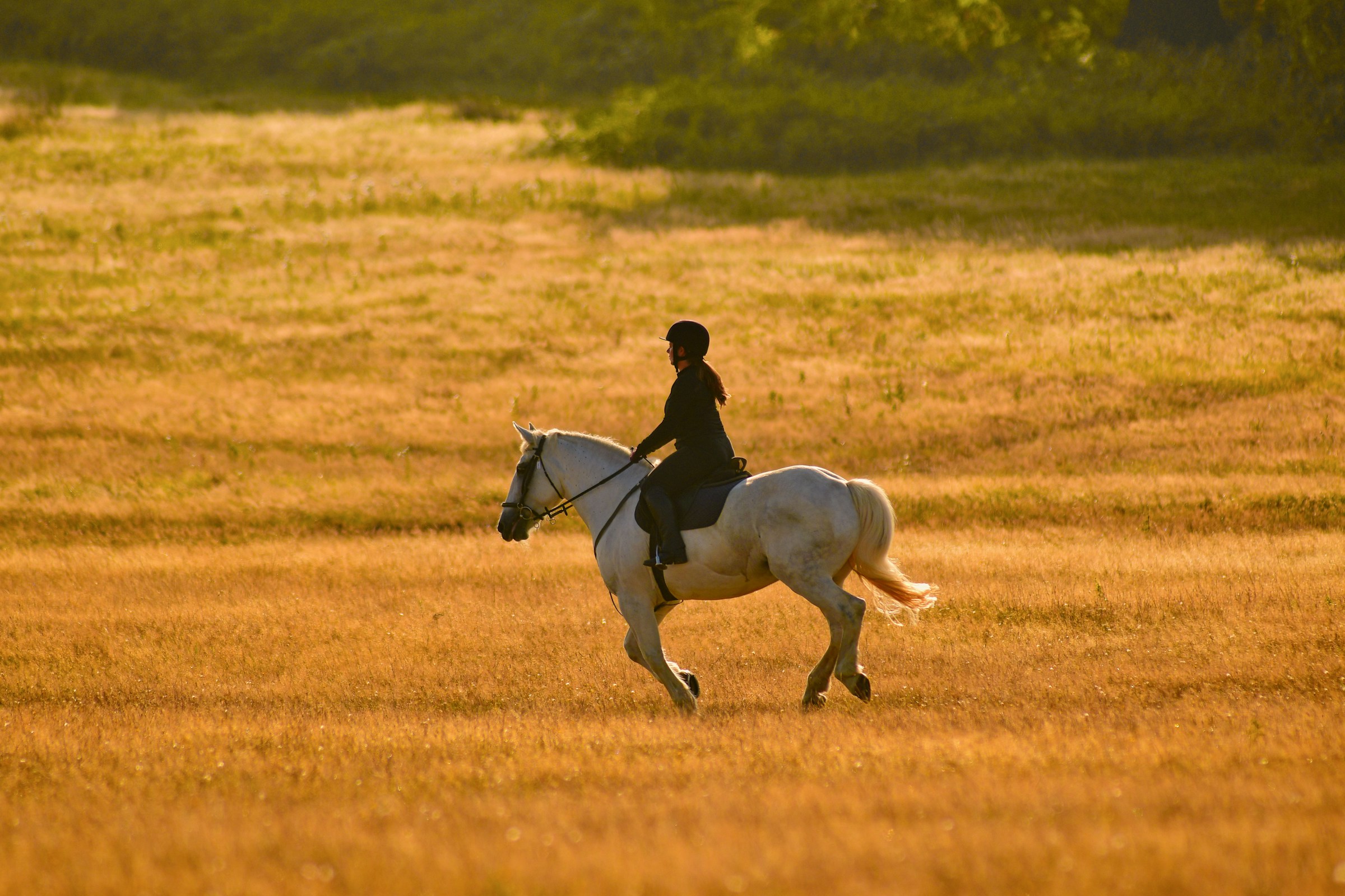 A person rides a white horse across a sunlit, golden field under a clear sky, enjoying a peaceful afternoon equestrian experience.