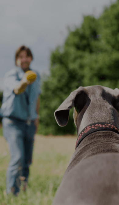 Pet Waste Removal Main Banner