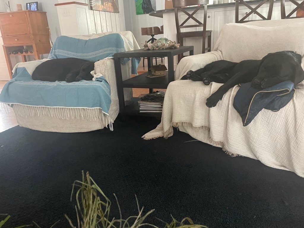 Two black dogs resting on comfortable beds with blankets in a home-like boarding space in Pikesville, Maryland