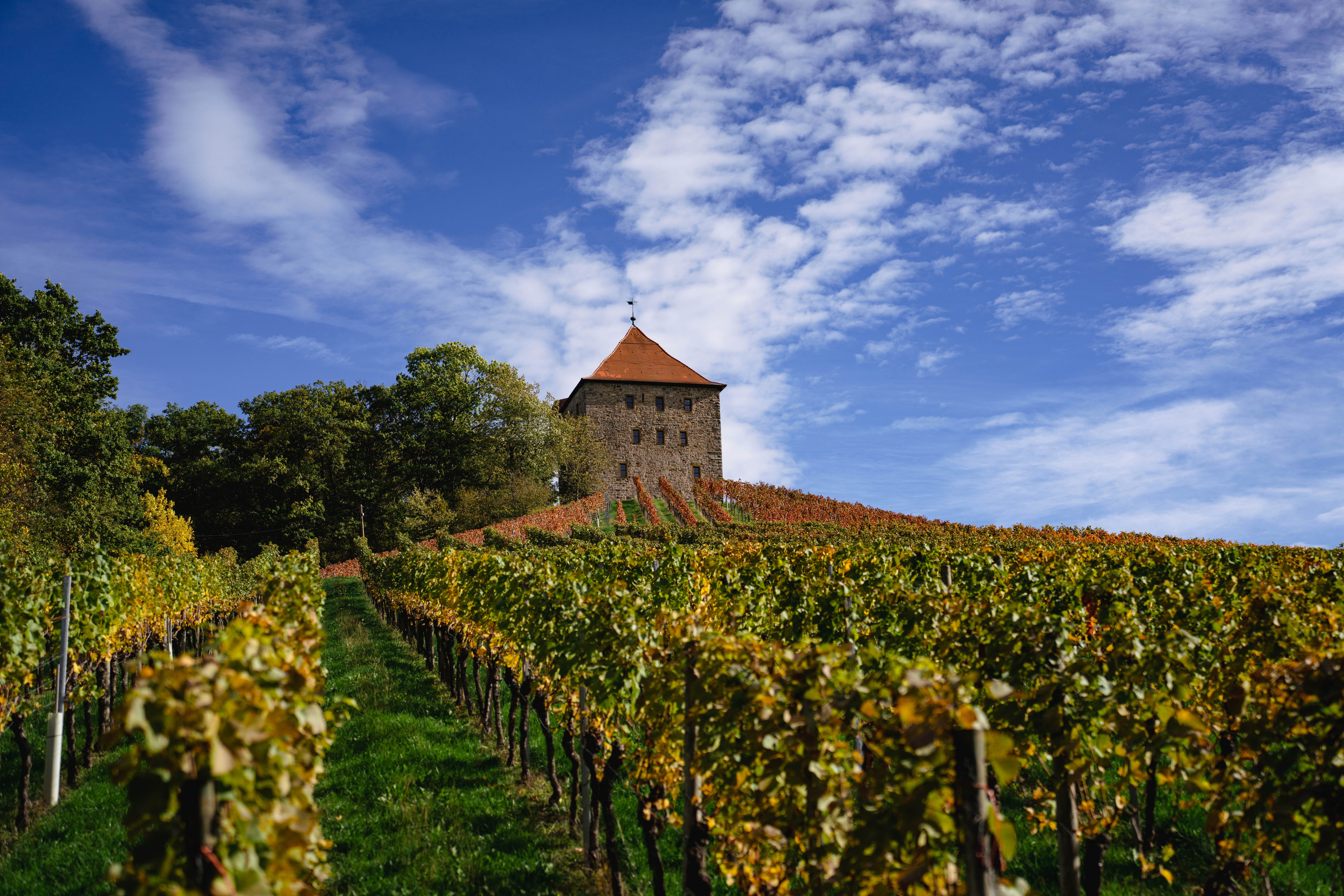 Château médiéval sur une colline avec vignoble en automne. Tour de garde et rangées de vignes, ciel bleu.