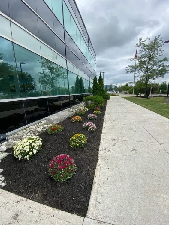 Falcons Landscaping garden bed with blooming flowers beside modern office building.