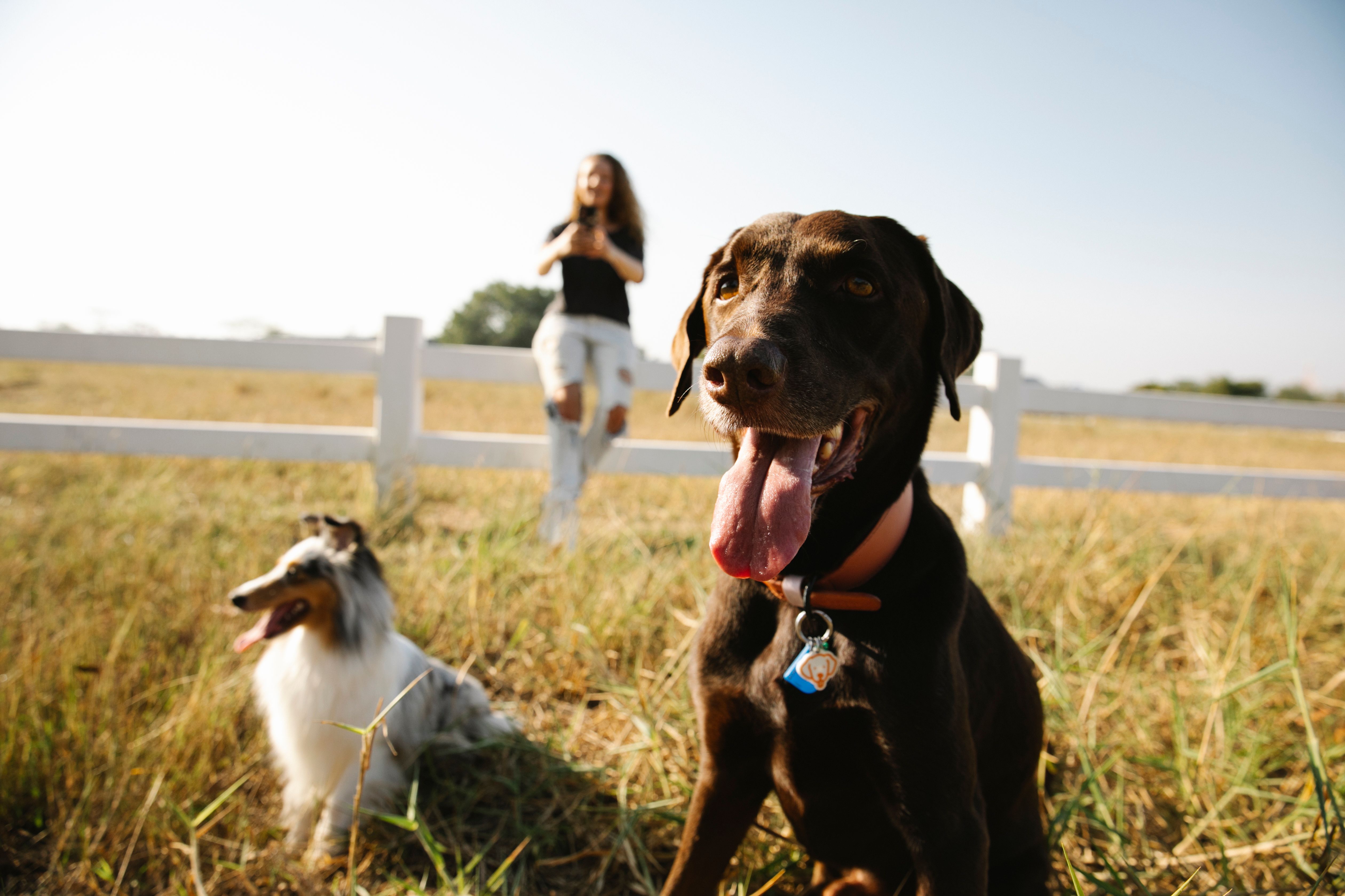 The Business of Pet Wellness: Trends and Strategies