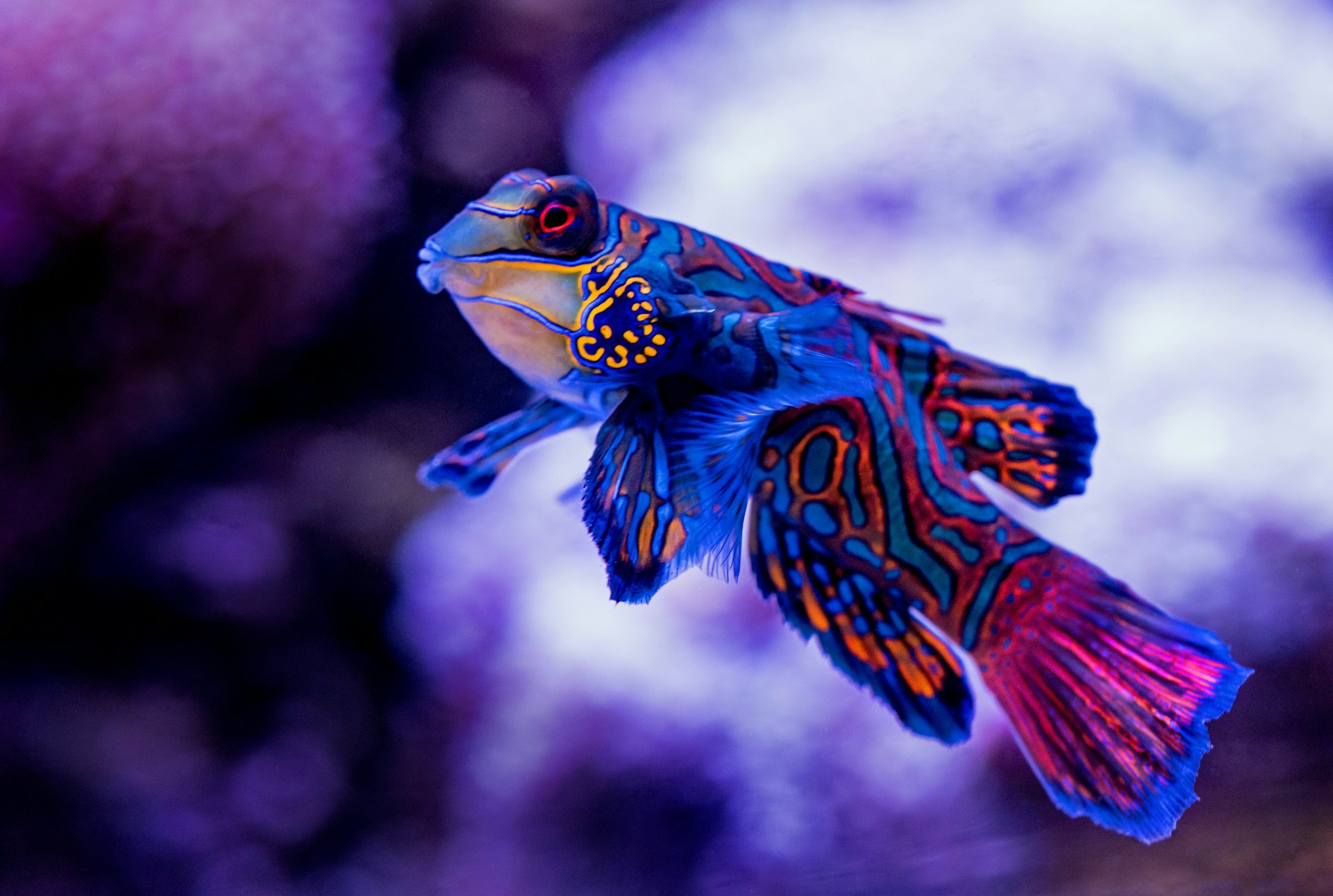 Mandarinfish sheltering in coral rubble on Ambon's muck diving slopes