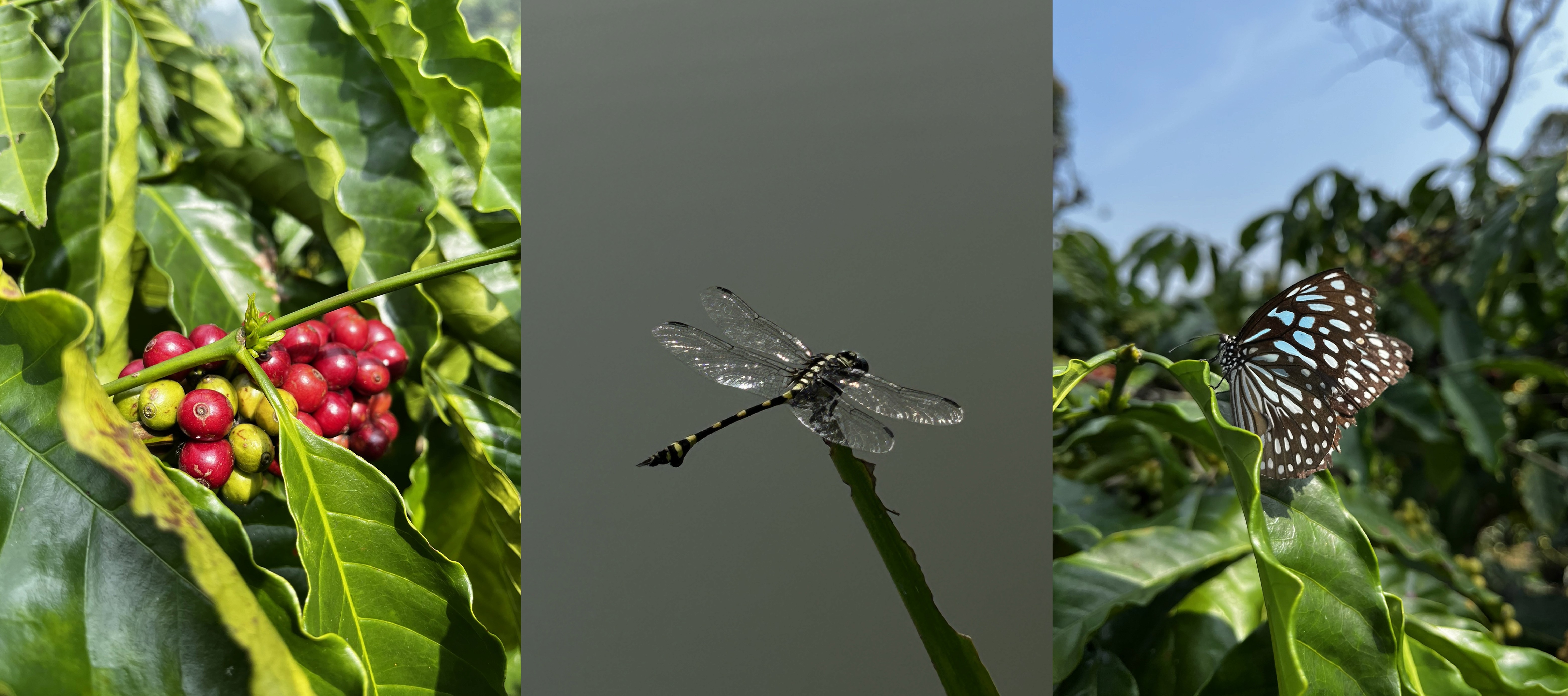Komban Kampini Estate Stills