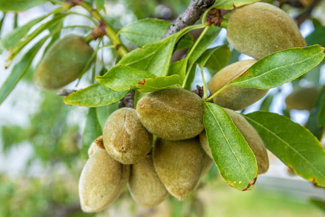 Κλαρί αμυγδαλιάς με καρπούς και το φύλλομα.