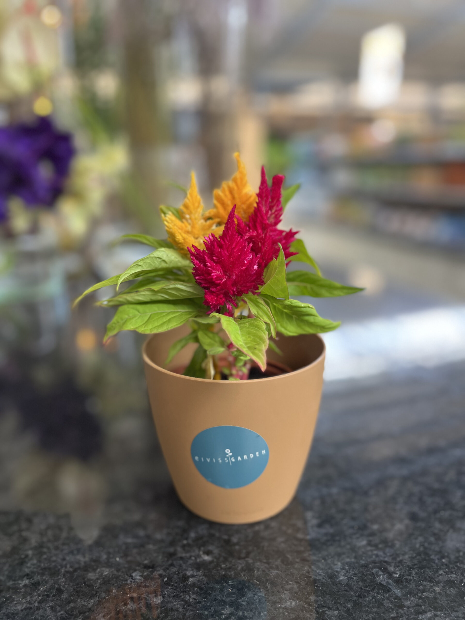 Air-purifying plant selection