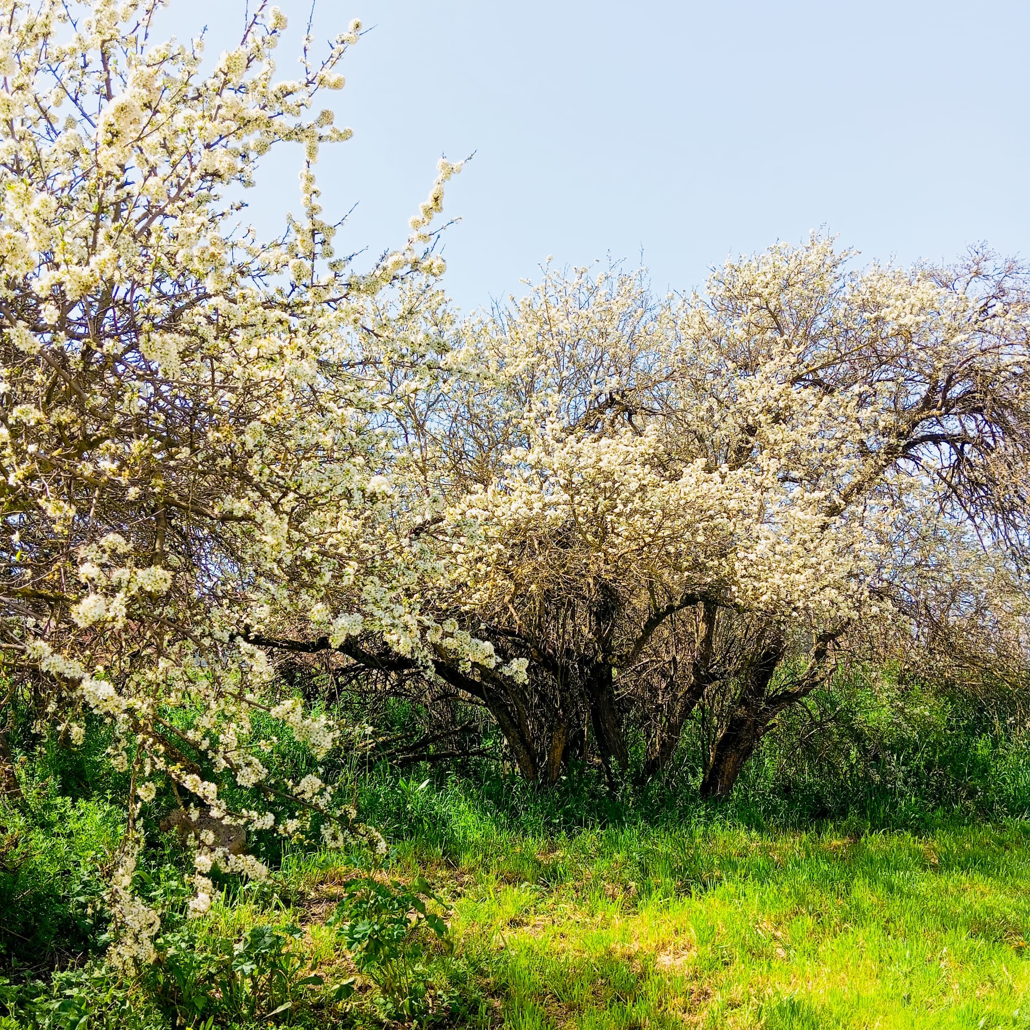 Casa Rural en Freixenet de Segarra