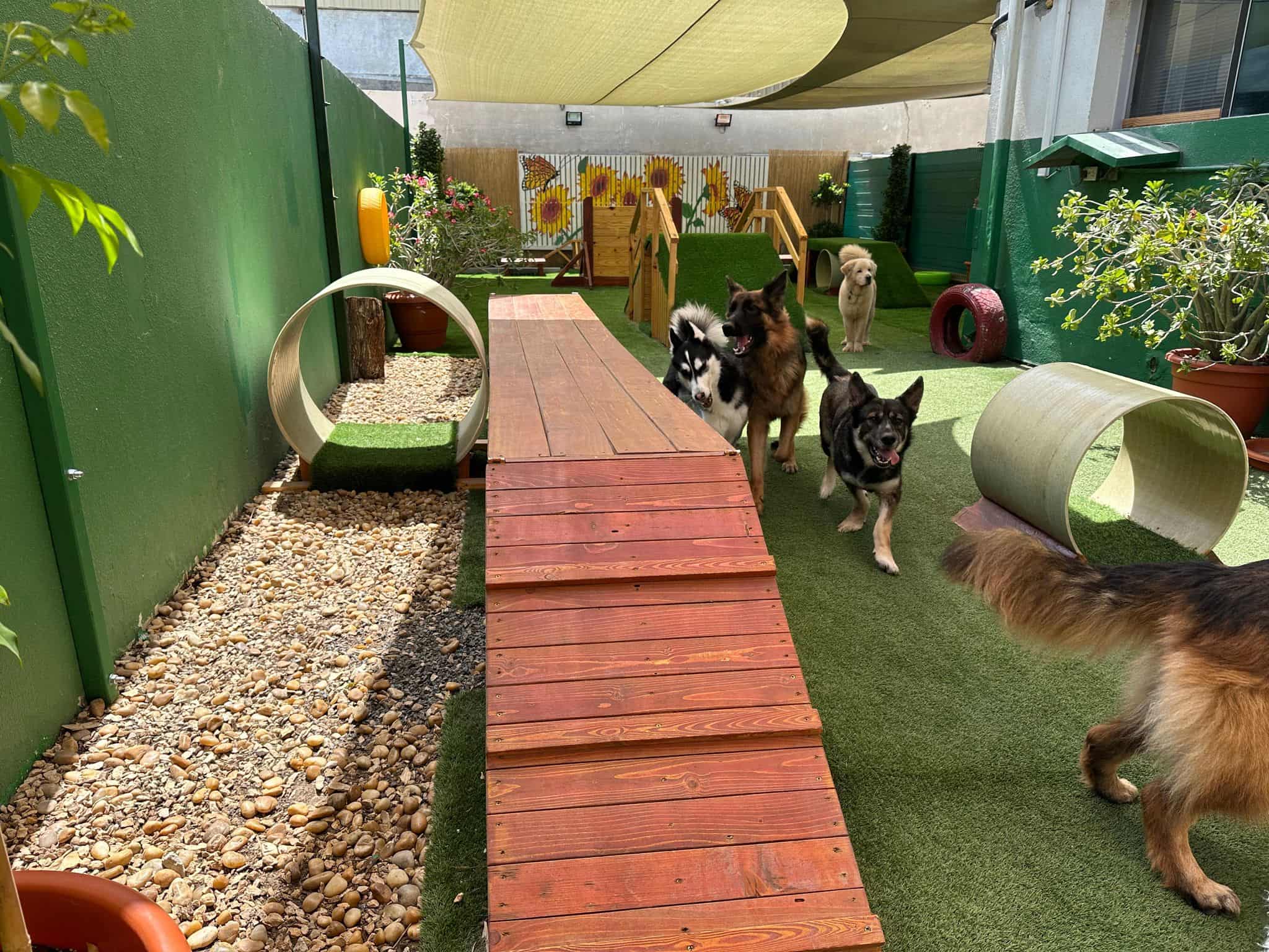 A dog boarding facility in Dubai that features ramps, obstacles, and green grass. The dogs are playing in the area.