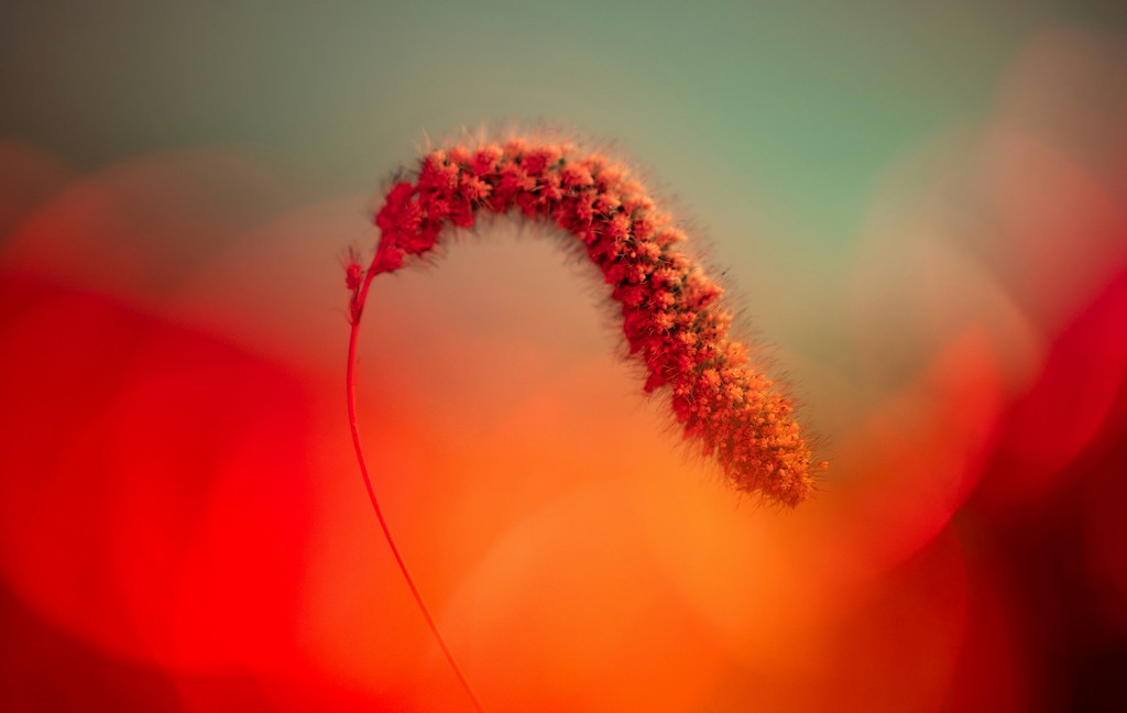 A single stalk of wheat with a blurred colorful background