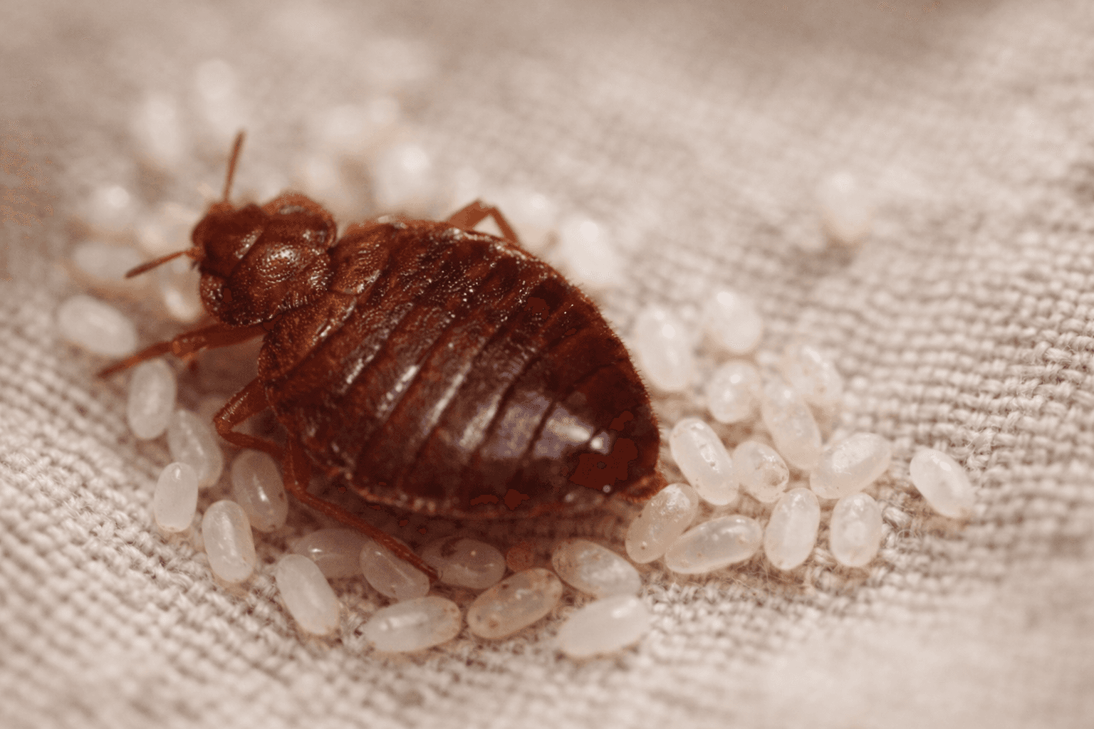 Punaise de lit adulte entourée d'œufs sur un tissu beige