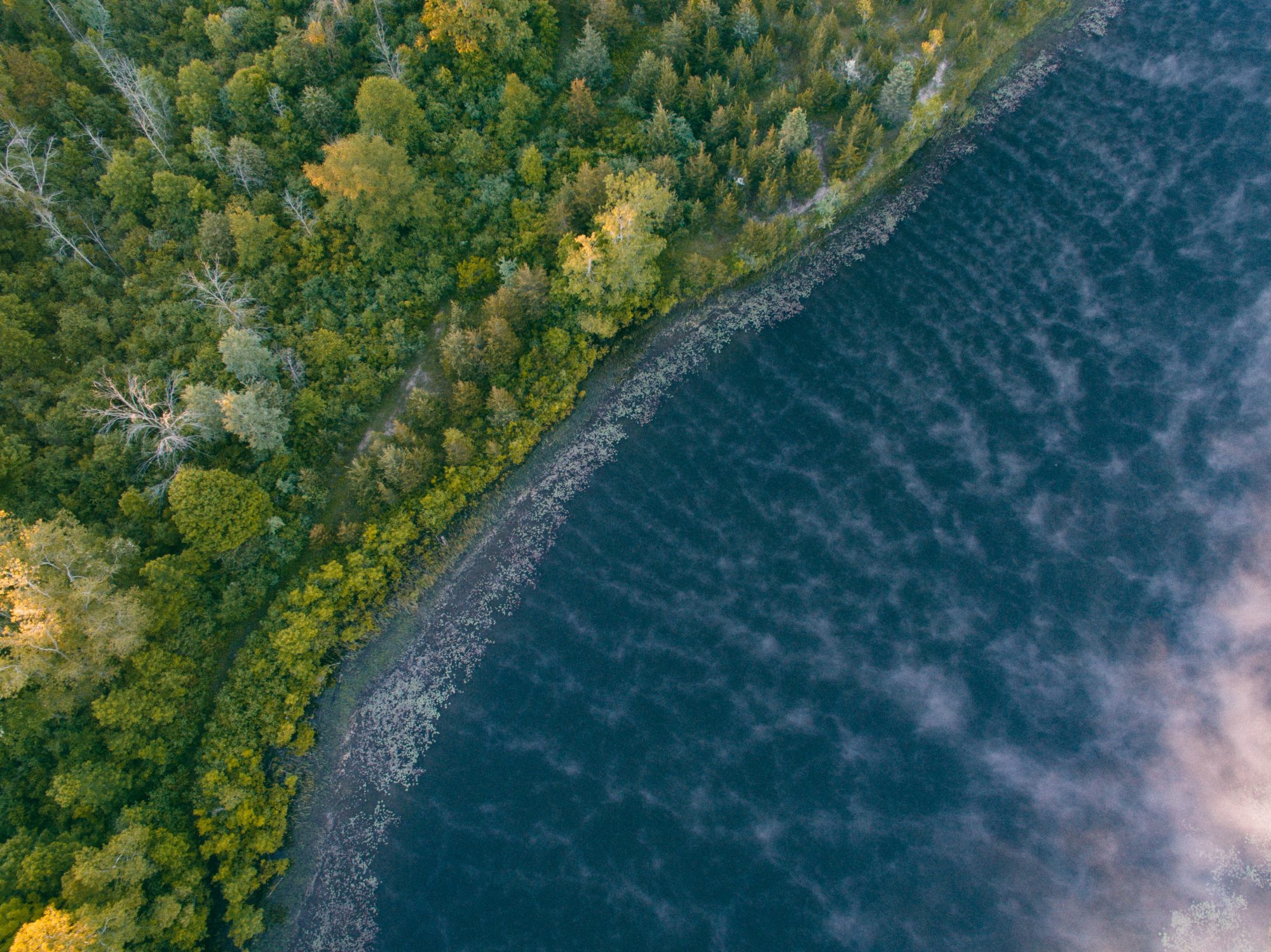 Aerial view of a coastline with lush greenery meeting deep blue water, showcasing natural landscape features.