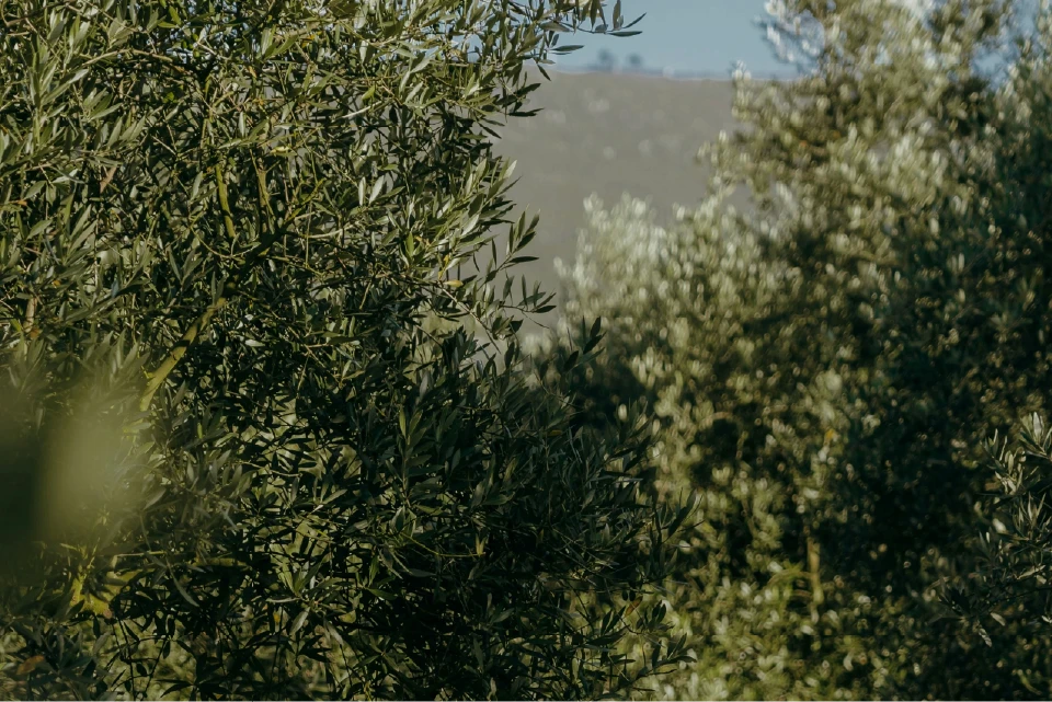 Lush olive trees fill the foreground, displaying dense green foliage under soft sunlight. A distant hill creates a serene backdrop, evoking calmness.