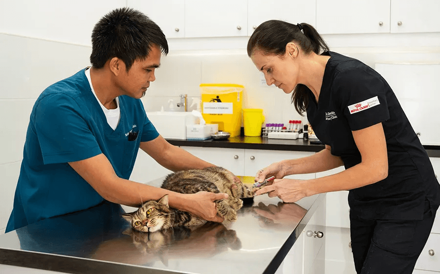 A veterinarian is holding a cat on a metal table while another vet obtains a blood sample.
