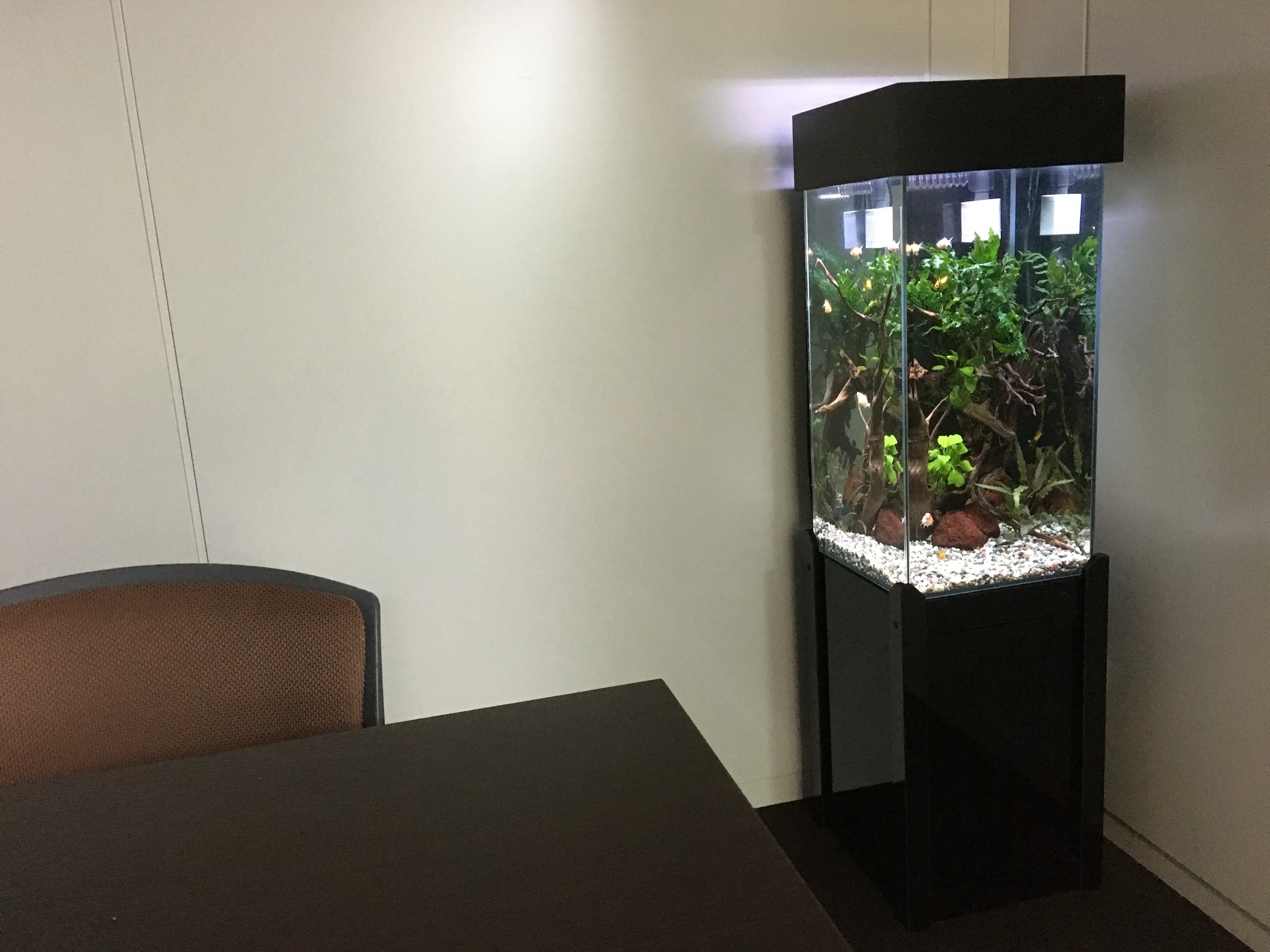 会議室に設置された空間演出用の淡水アクアリウムレイアウト