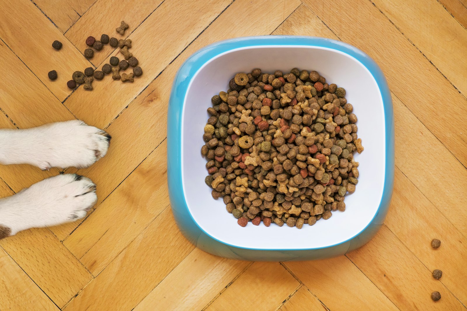 Case study: The Creative Fix That Doubled a Pet Food Brand's Sales