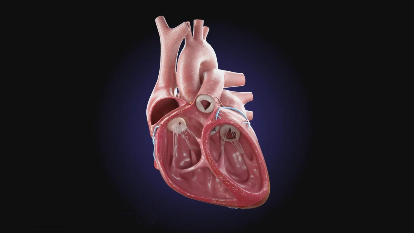 An anatomical model of a human heart on a white stand
