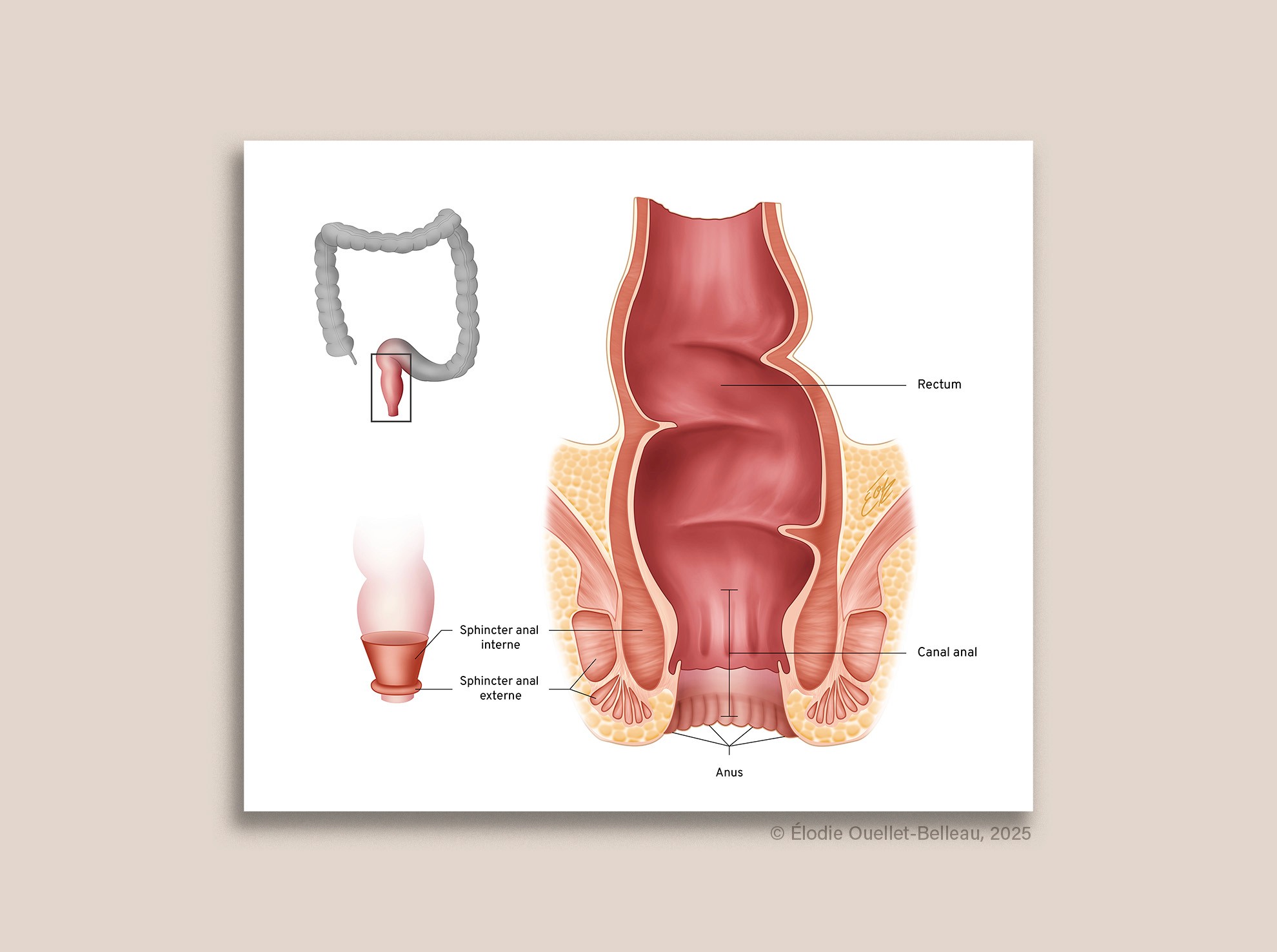 Illustration scientifique de l'anatomie du rectum-canal anal-anus par Élodie Ouellet-Belleau, illustratrice scientifique.