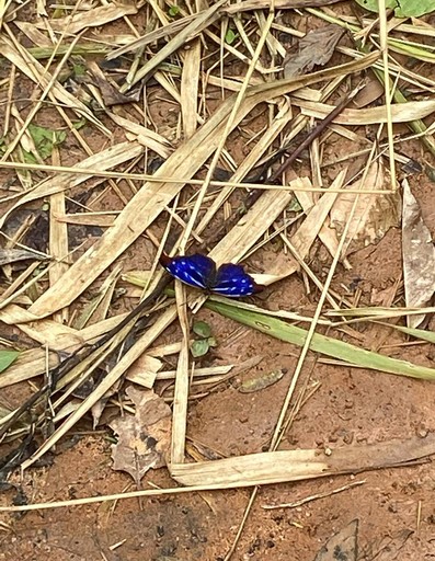 Borboleta Azul - Psicóloga Elvira Leme