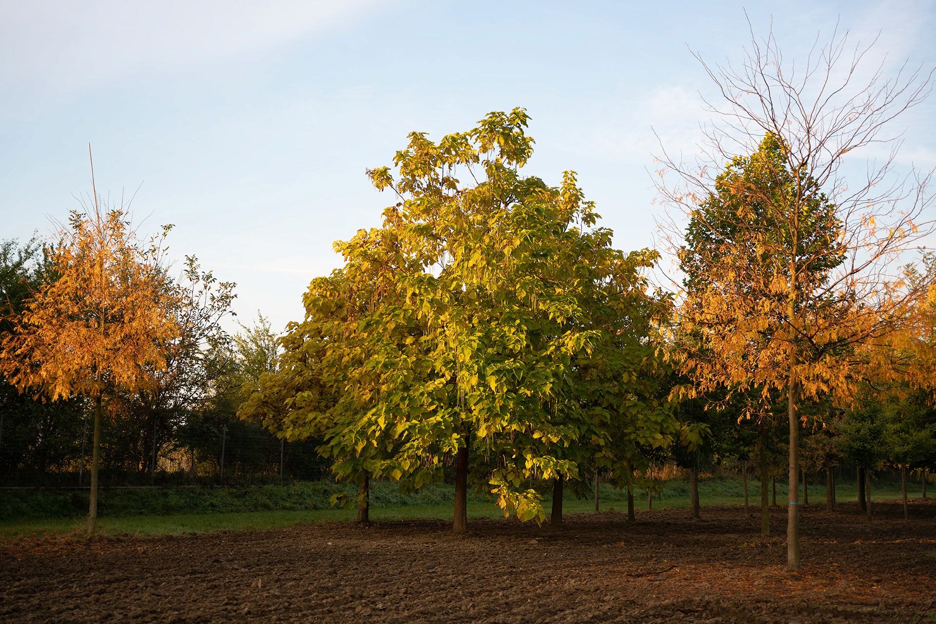 Cotinus coggygria mit mehrstämmigem Wuchs und schirmartig geformter Krone mit rötlich gefärbtem Laub.