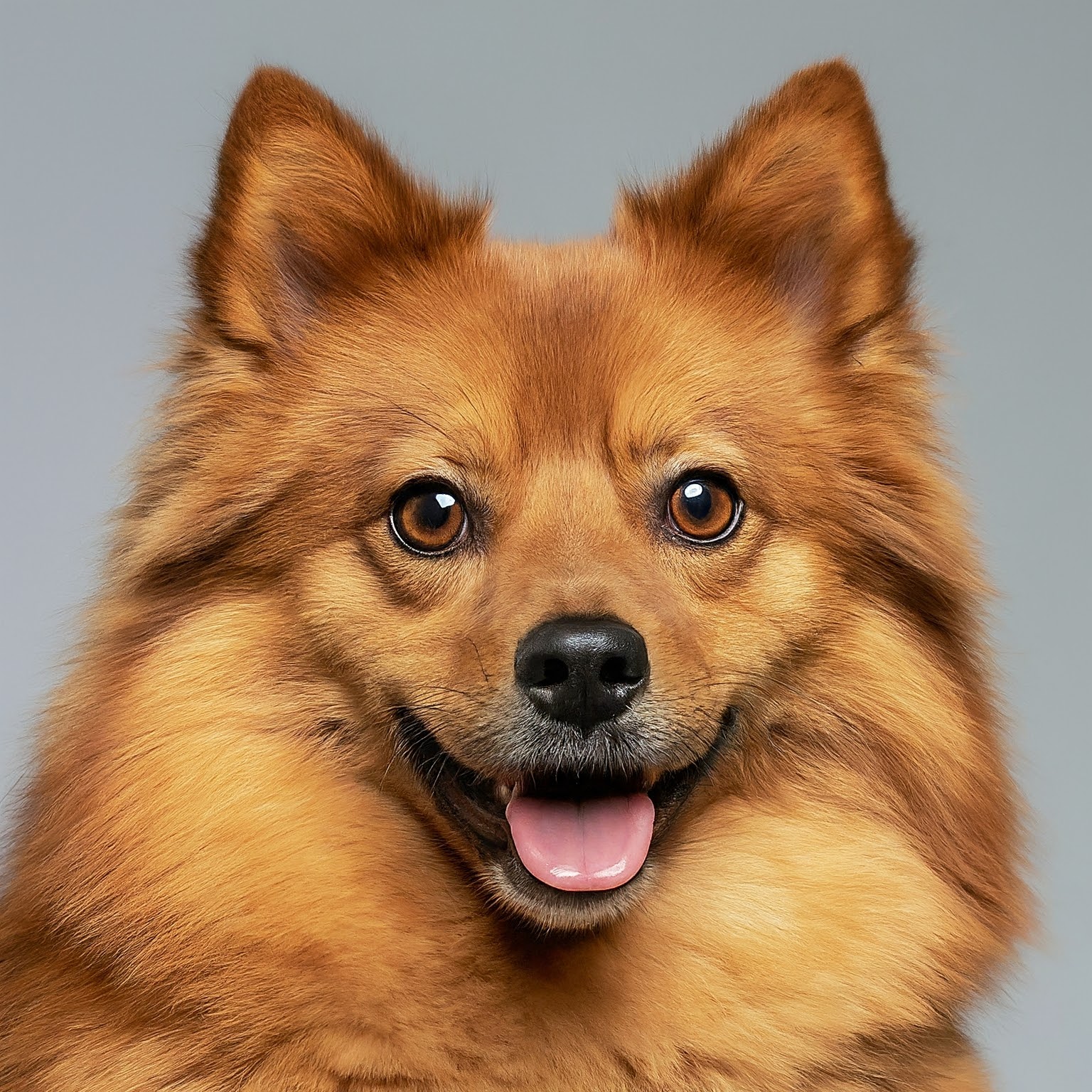 BUDDYUNO, Finnish Spitz