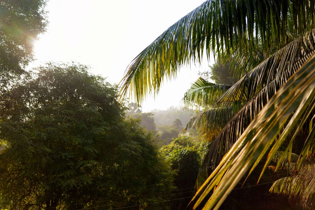 Palm tree in india, thats deep