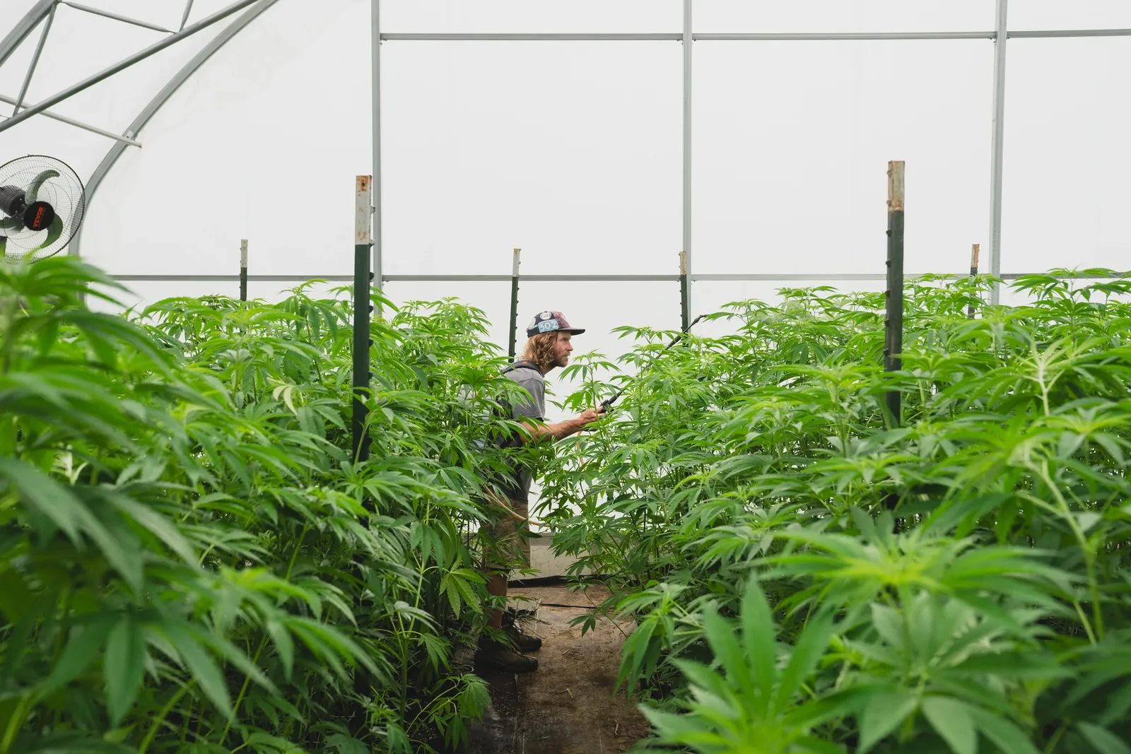 Cannabis plants growing inside the greenhouse at Sunkissed Farm in Windsor, Vermont