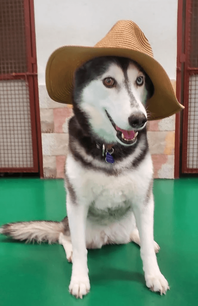 5 star google review of DDH professional dog groomers in dubai