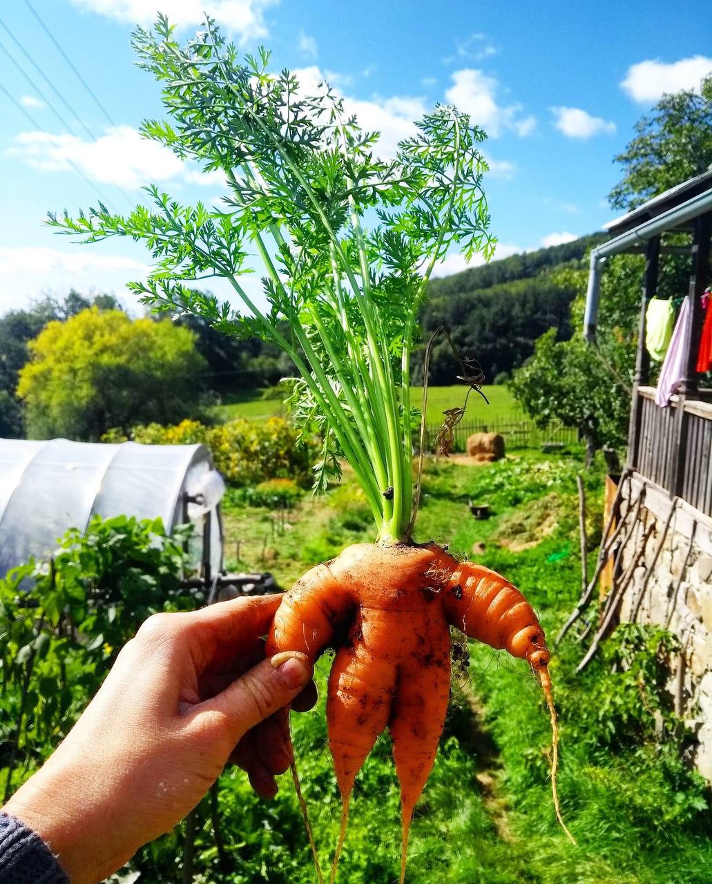 Close-up of a dark green leaf showing its textured surface and central vein against a muted background.