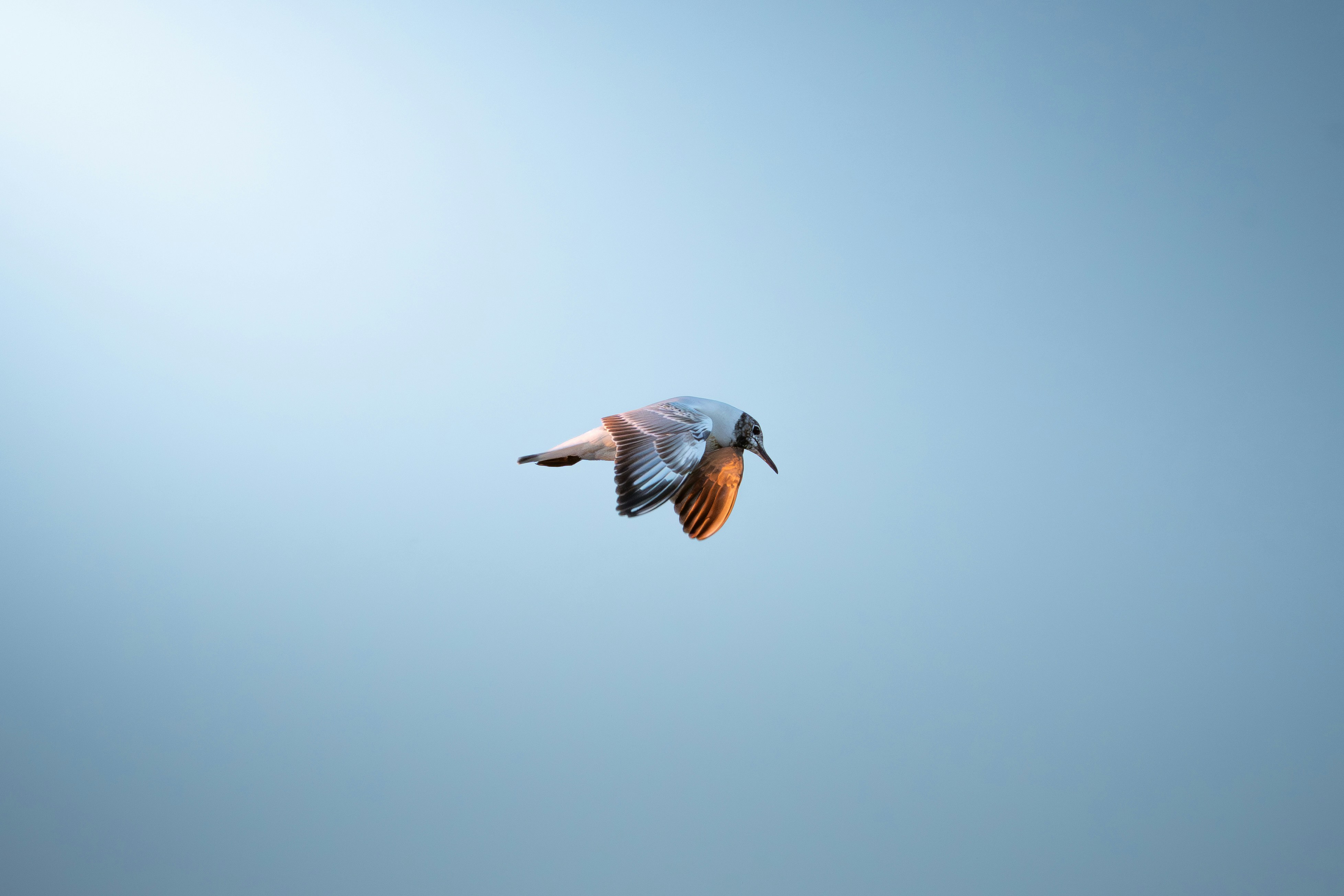 A kingfisher bird flying against a clear blue sky.