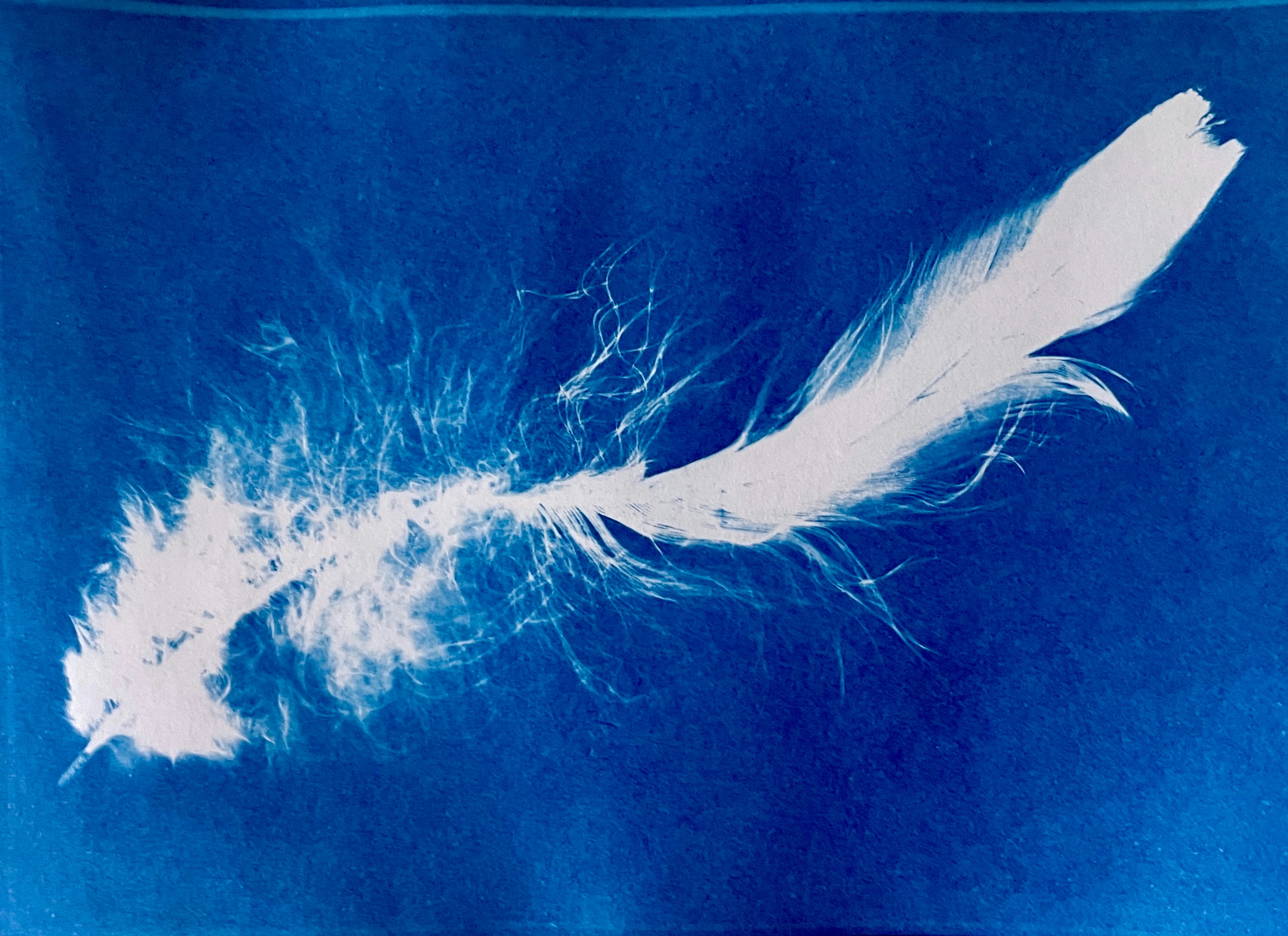 A white feather on a blue background