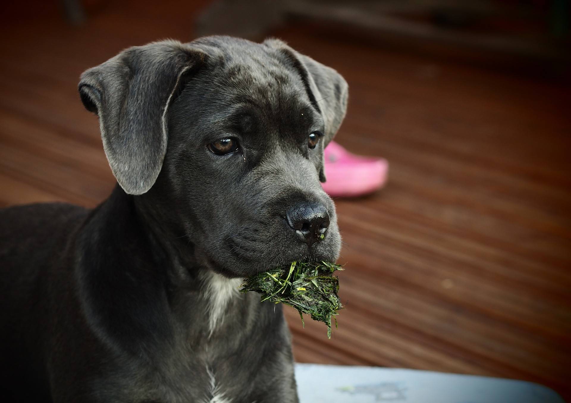 Cane Corso Diet and Nutrition