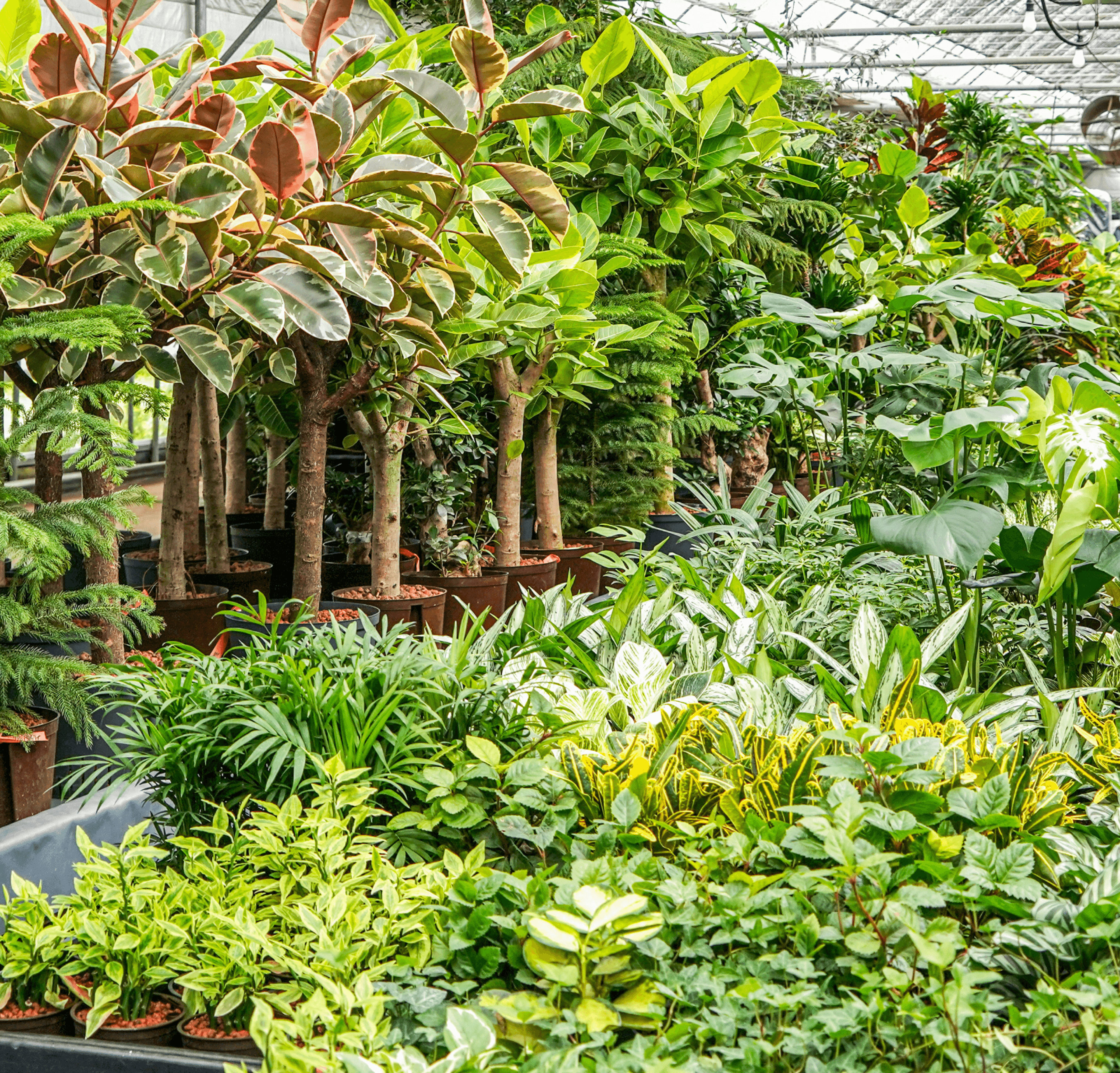 직영 농장 플랜테리어 에코피플