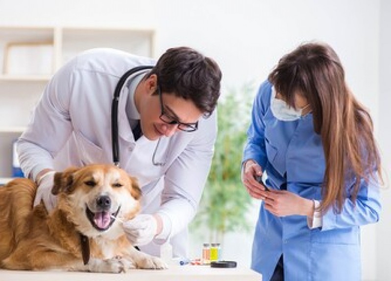 Cane con veterinari in laboratorio di prossimità locale