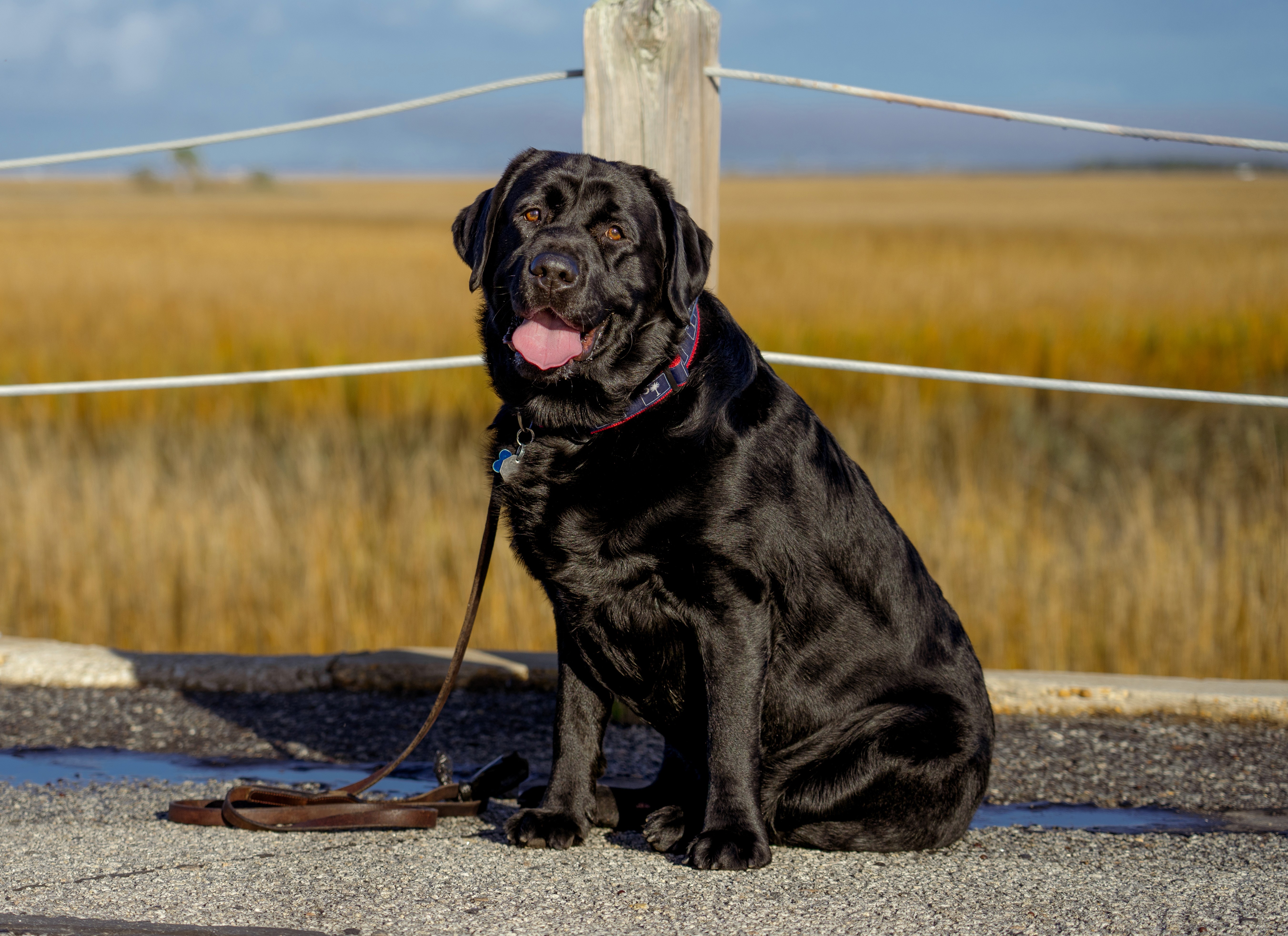 Black Labrador sitting at the dog-friendly Pitt Street Bridge in Charleston, SC, enjoying the scenic marsh views on a sunny day.